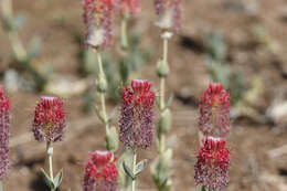 Image of Pimelea decora Domin