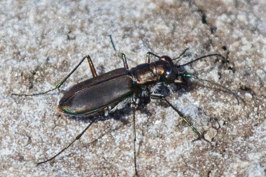 Image of <i>Cicindela <i>haemorrhagica</i></i> haemorrhagica