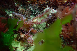 Image of Hemineura frondosa