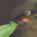 Image of Acanthagrion lancea Selys 1876