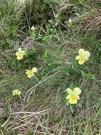 صورة Viola lutea subsp. sudetica (Willd.) W. Becker