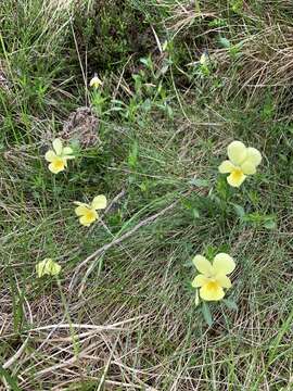 Sivun Viola lutea subsp. sudetica (Willd.) W. Becker kuva