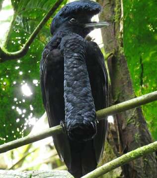 Image of umbrellabird