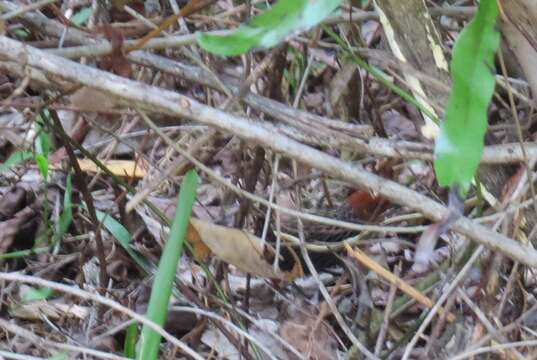 Image of Madagascan Flufftail