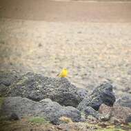 Image of Greater Yellow Finch