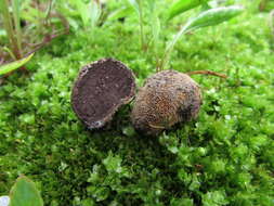 Image of Elaphomyces americanus Castellano 2017