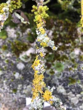 Image of Laetisaria lichenicola Diederich, Lawrey & D. Broeck 2011