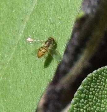 Image of Syrphid fly