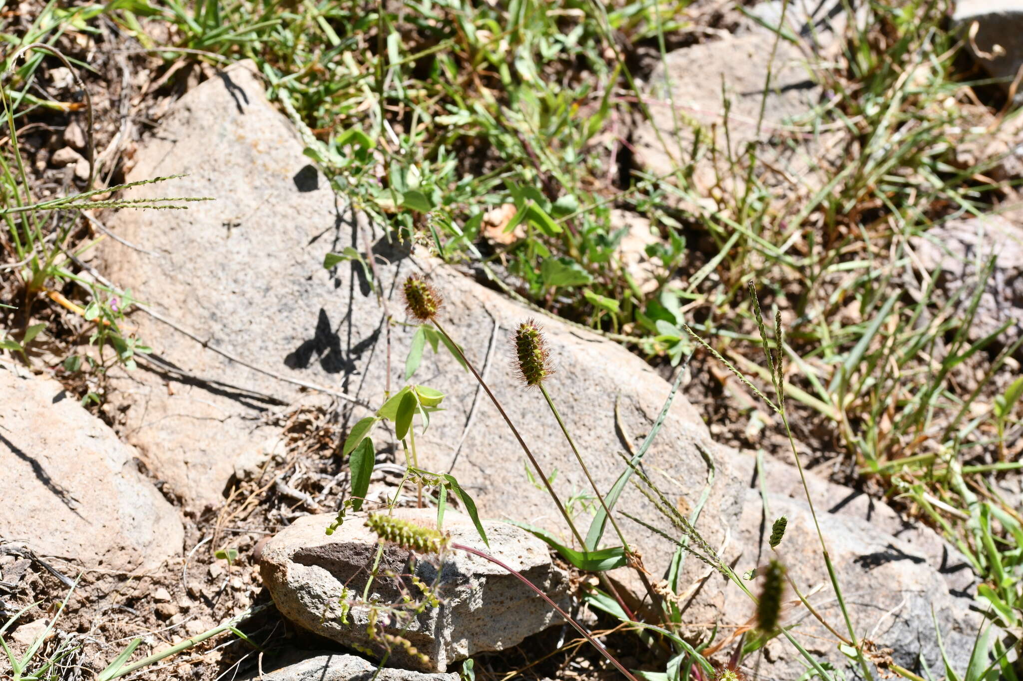 Image of bristly foxtail