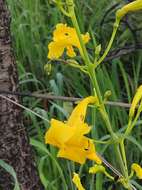 Imagem de Adenocalymma pedunculatum (Vell.) L. G. Lohmann