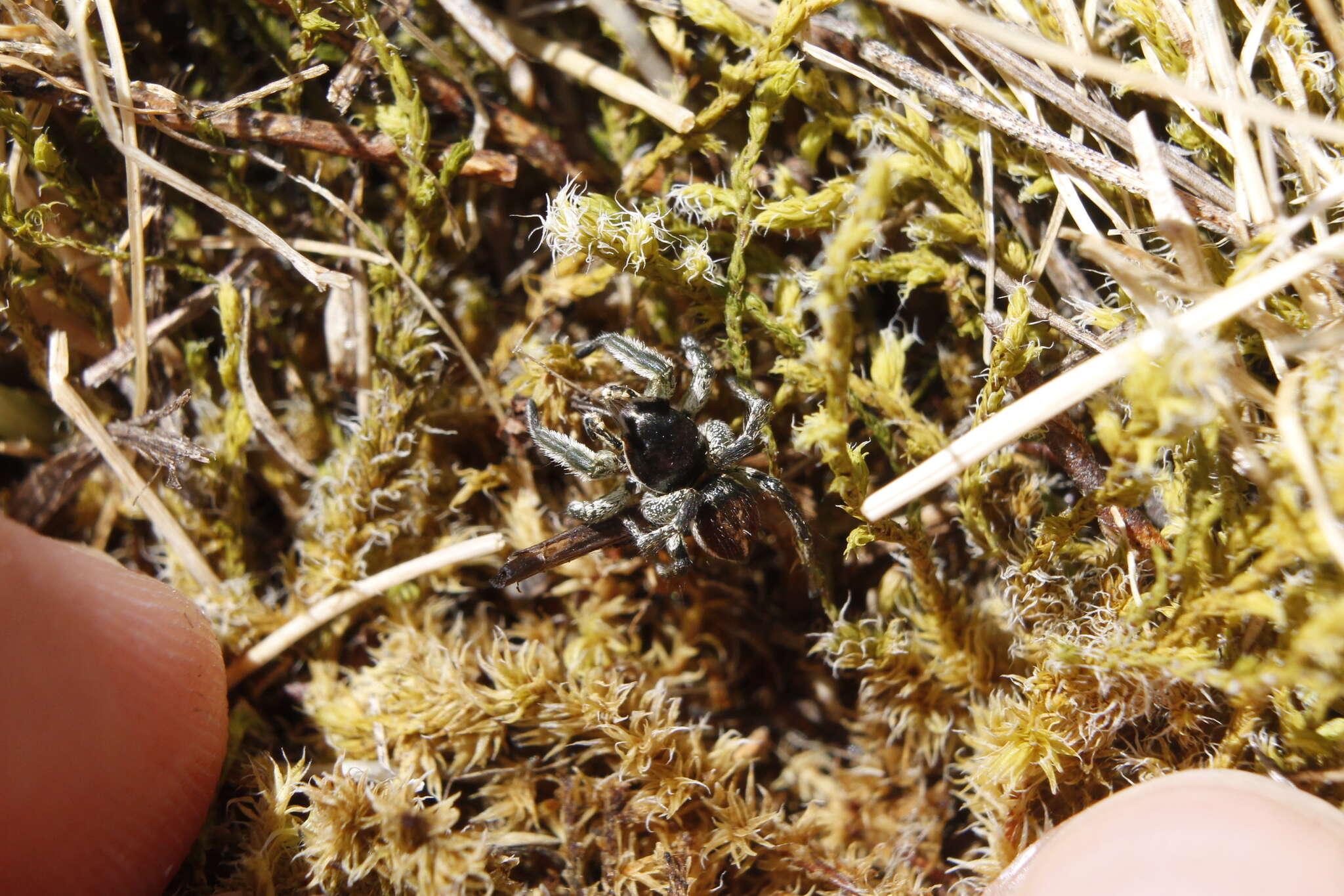 Image of Habronattus ophrys Griswold 1987