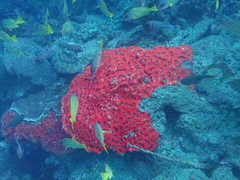 Lobophyllia rowleyensis (Veron 1985)的圖片