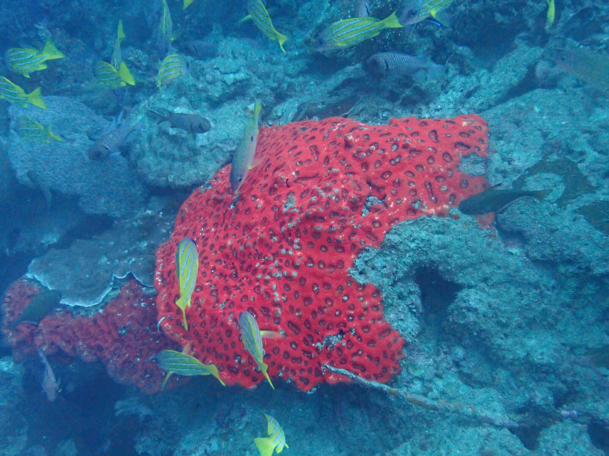 Image of Lobophyllia rowleyensis (Veron 1985)