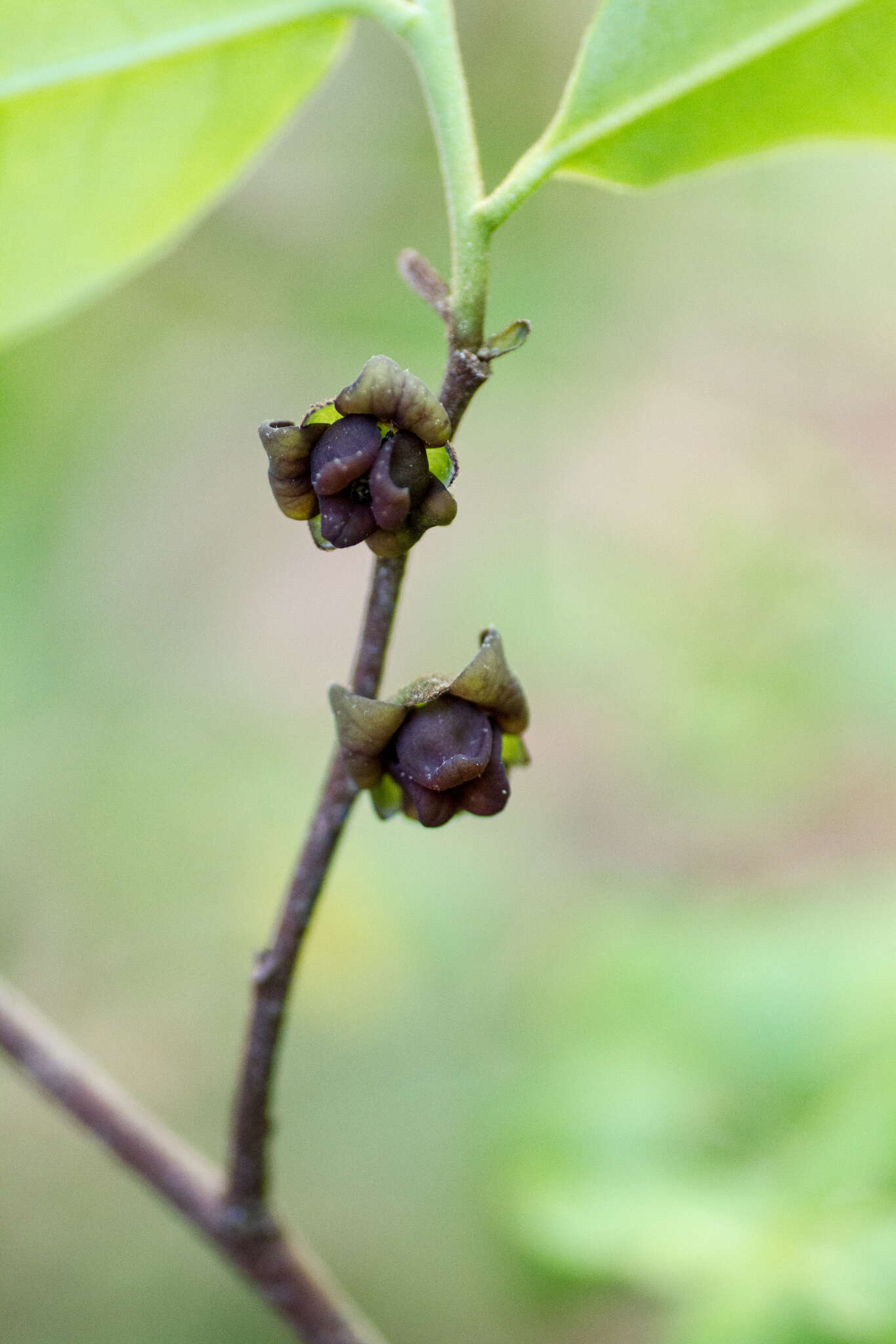 Image of Small-Flower Pawpaw