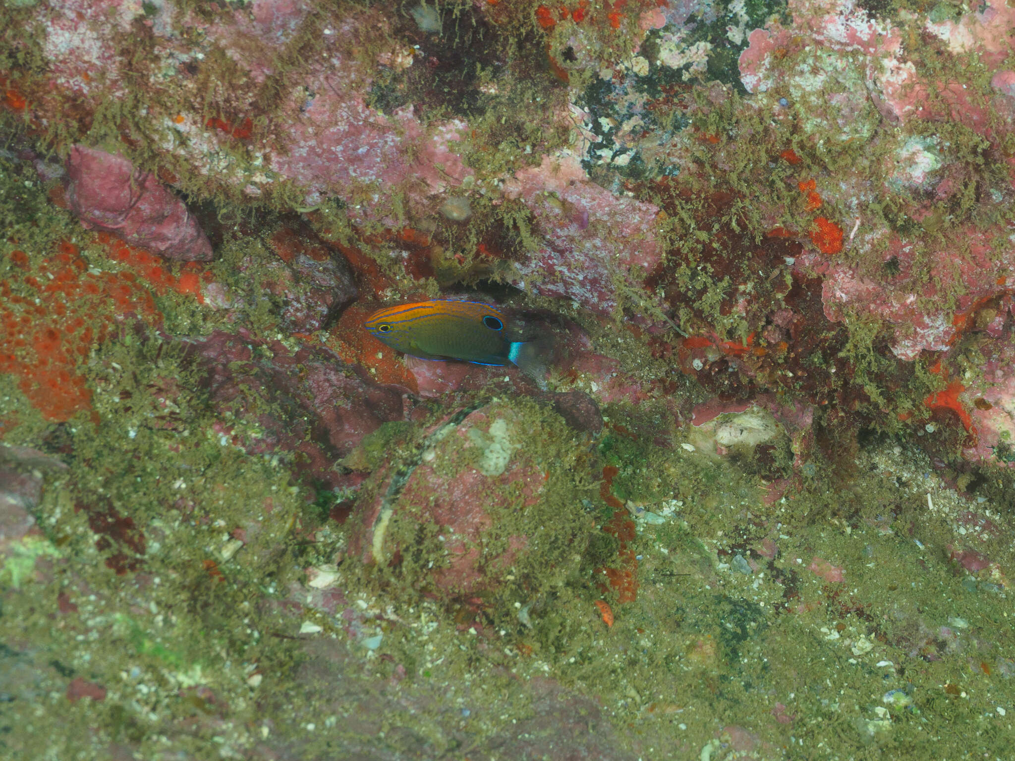 Image of Speckled damsel