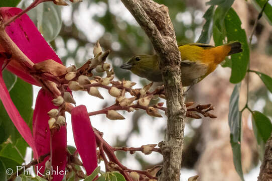 Image of Rufous-bellied Euphonia