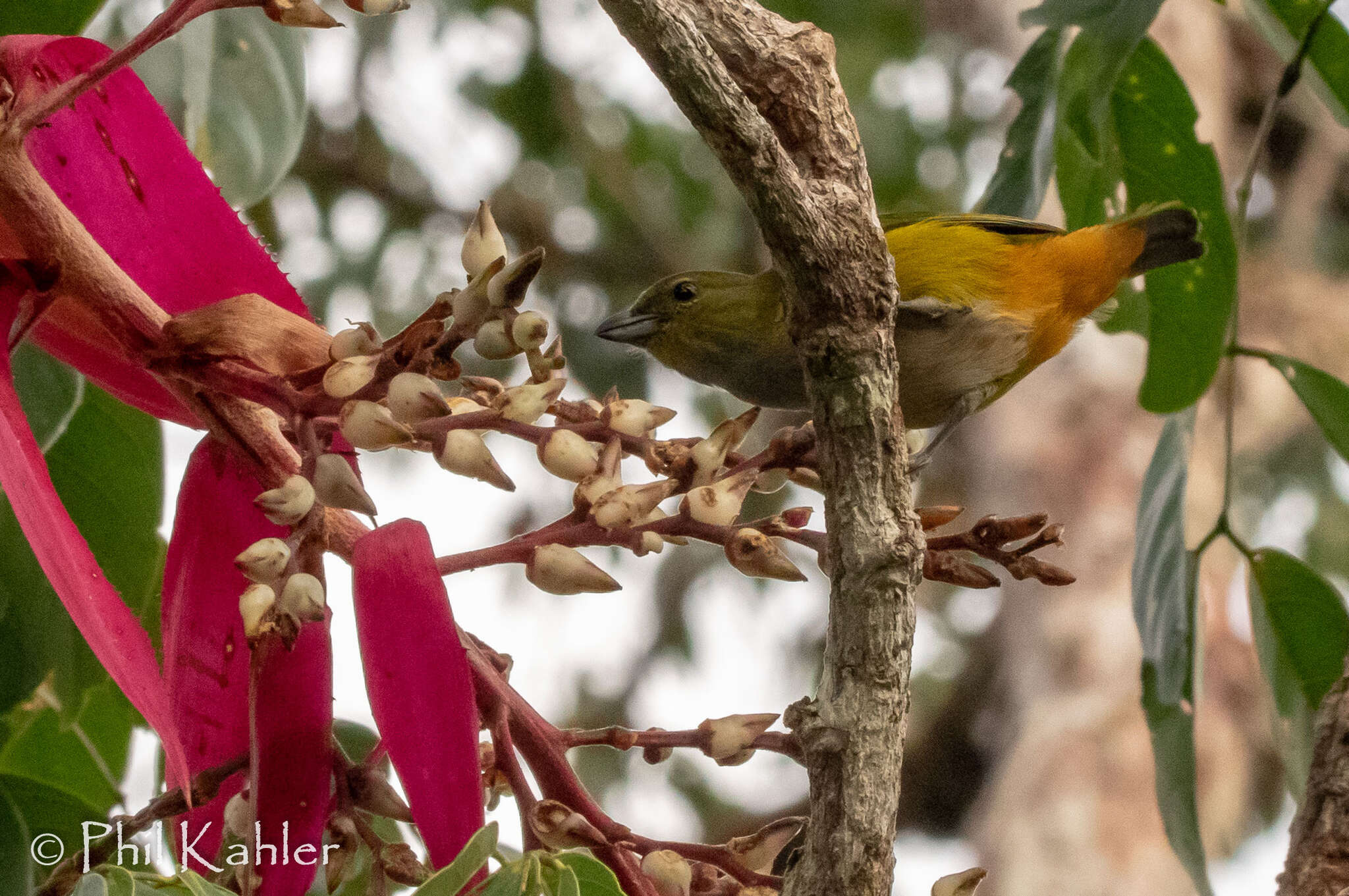 Euphonia rufiventris (Vieillot 1819)的圖片