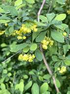 Image of barberry