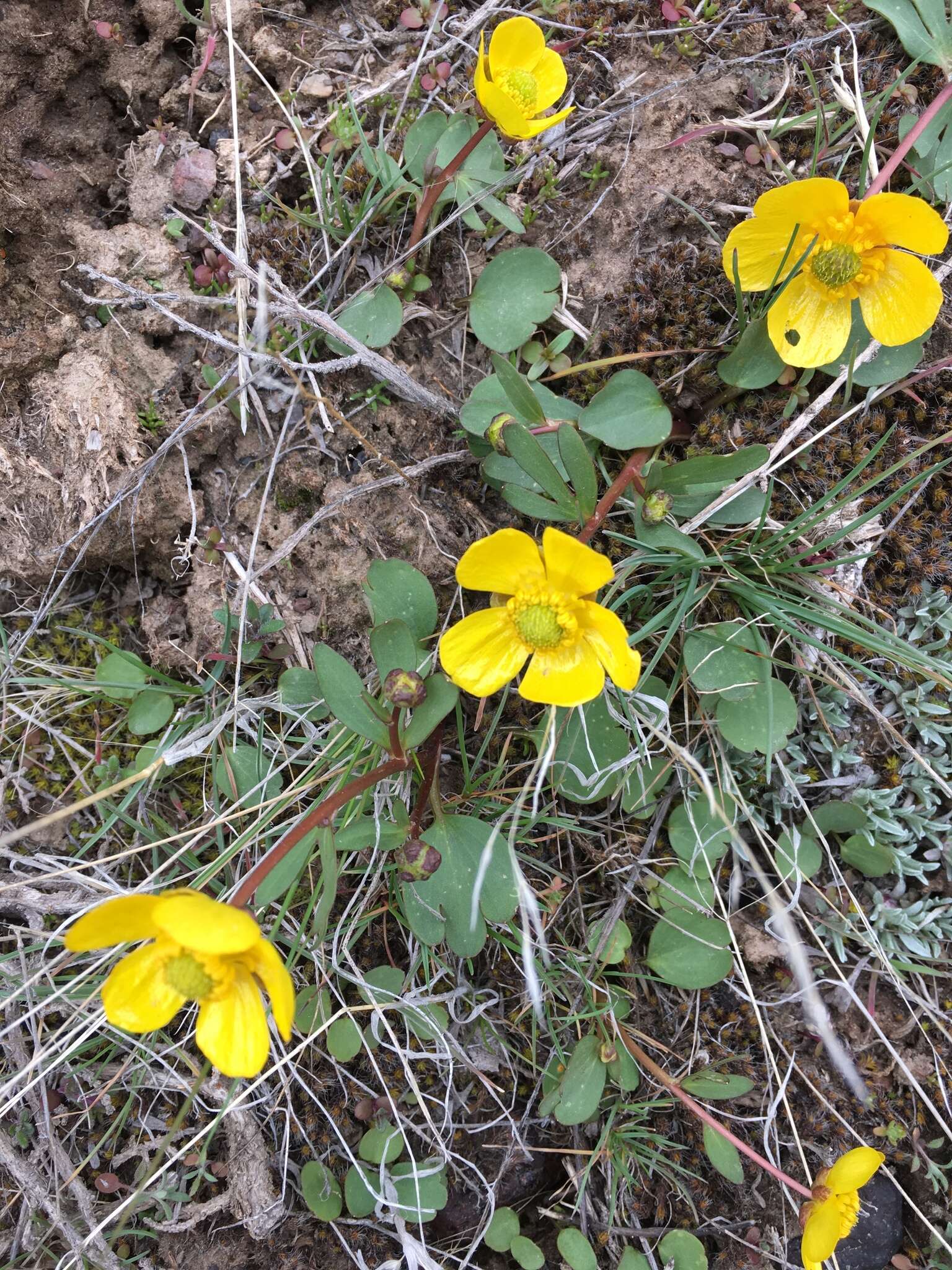 Image of sagebrush buttercup