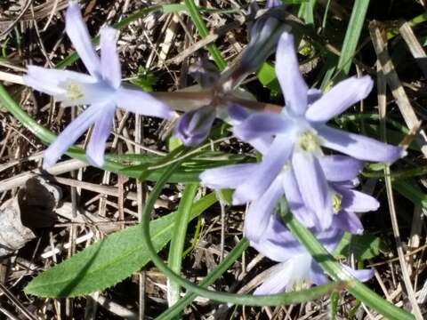 Image of blue funnel lily