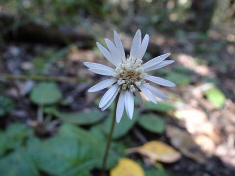 Image de Piloselloides cordata (Thunb.) C. Jeffrey