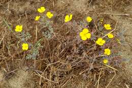 Imagem de Eschscholzia ramosa (Greene) Greene