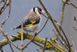 Image of European Goldfinch