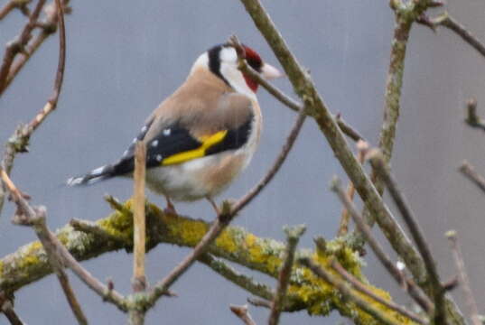 Image of European Goldfinch