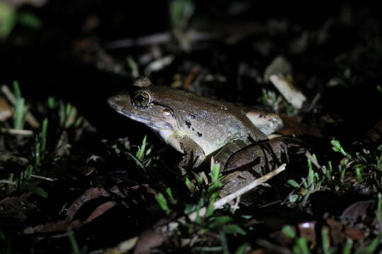 Image of Blyth's River Frog