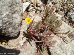 Image of Oxalis san-miguelii Knuth