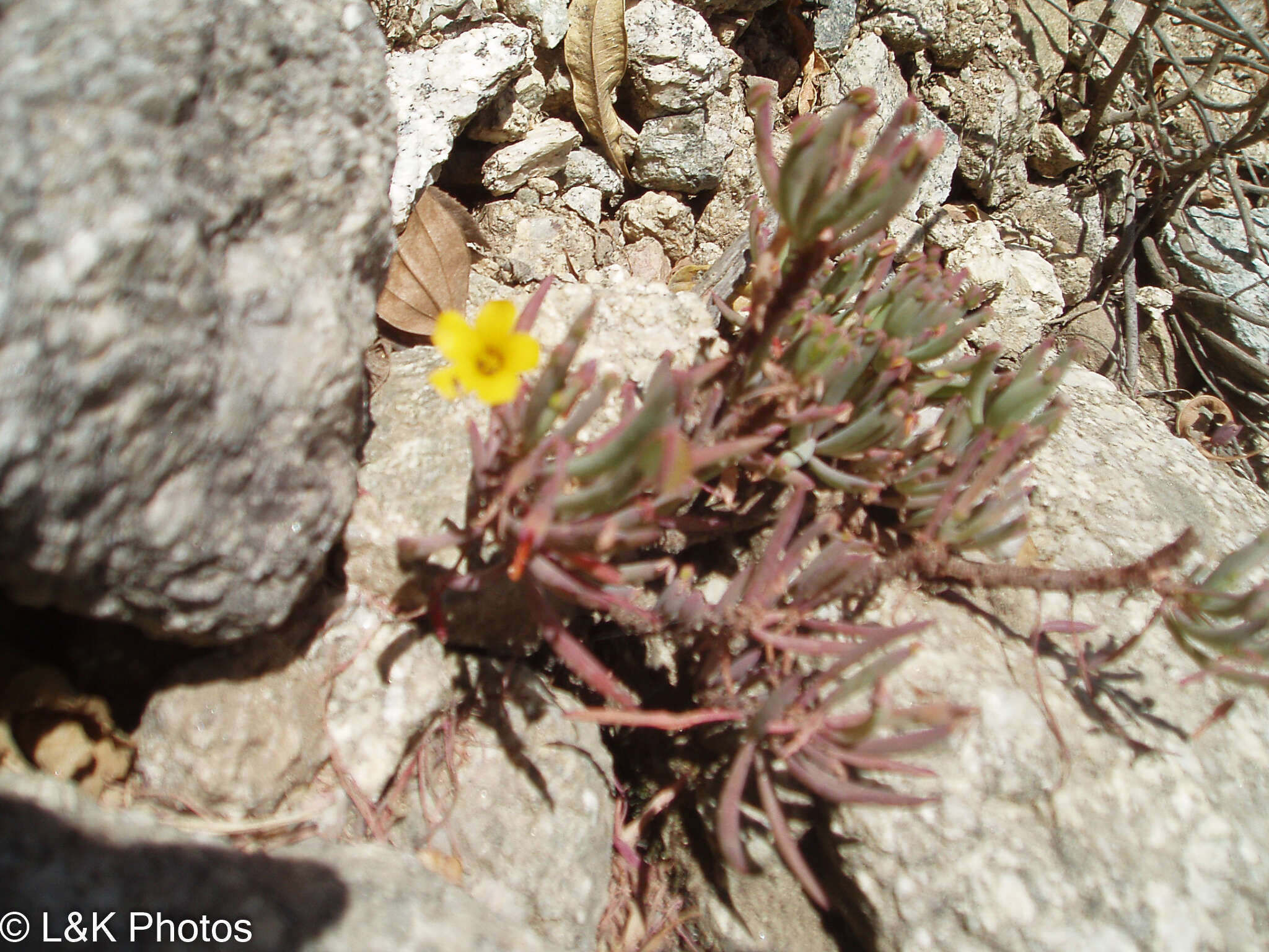 Imagem de Oxalis san-miguelii Knuth