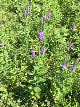 Imagem de Verbena stricta Vent.