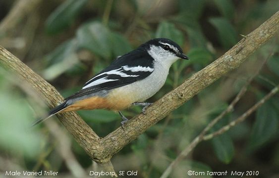 Image of Varied Triller