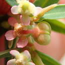 Image of Euphorbia potentilloides Boiss.