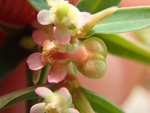 Image of Euphorbia potentilloides Boiss.