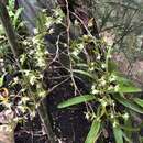 Image of Epidendrum mixtum Schltr.