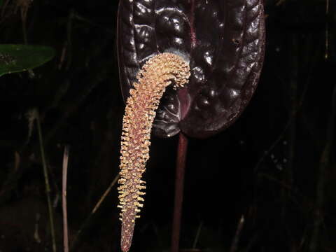 Image of Anthurium caramantae Engl.