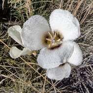 Image of Howell's mariposa lily