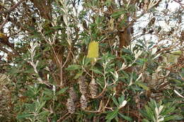 Image of Banksia integrifolia subsp. integrifolia