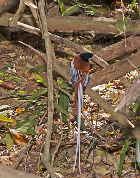 Image of Madagascar Paradise Flycatcher