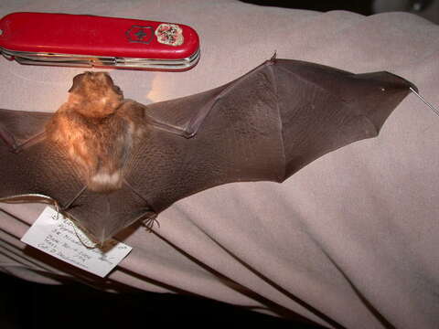 Image of Cape Leaf-nosed bat