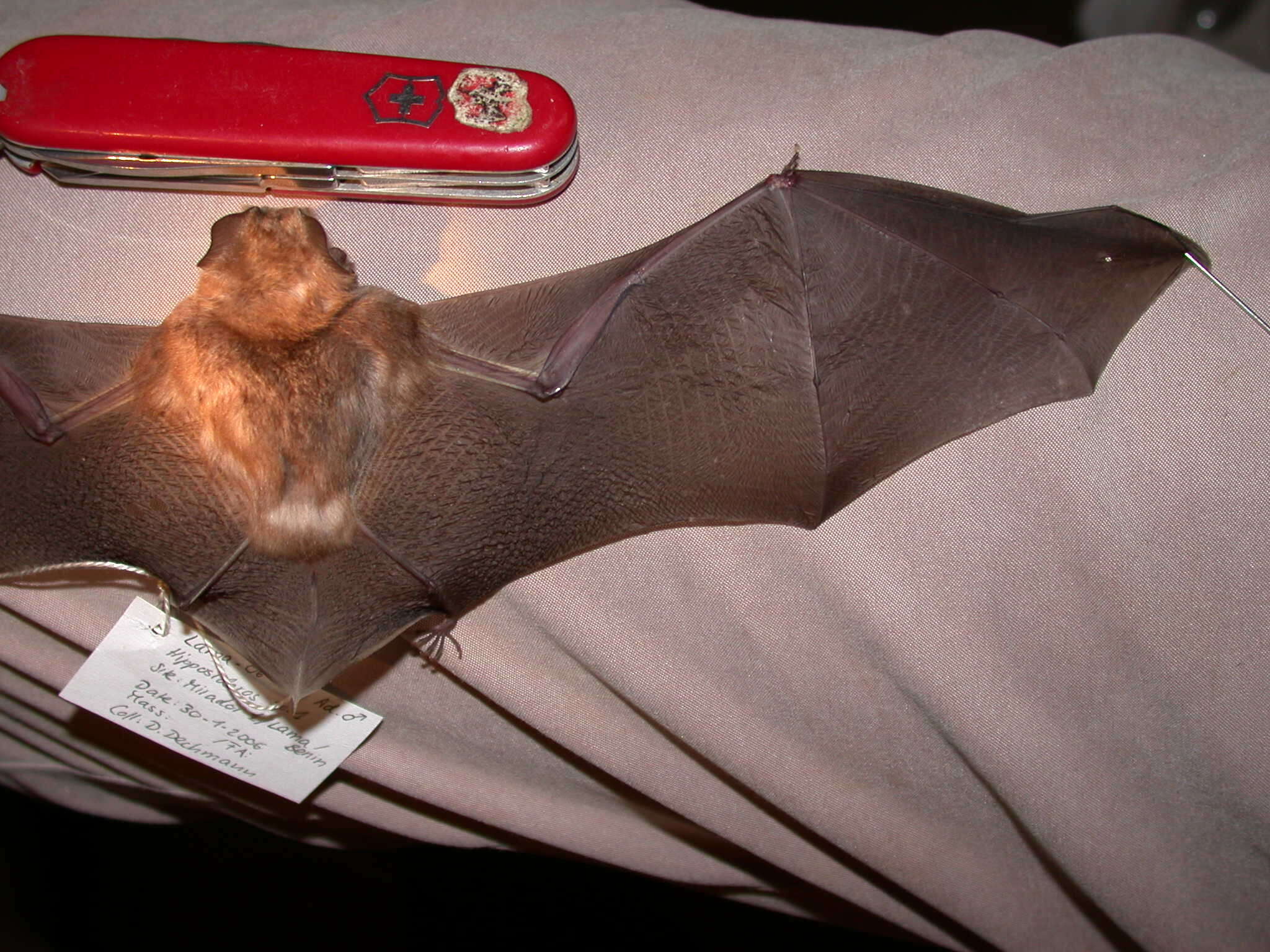 Image of Cape Leaf-nosed bat