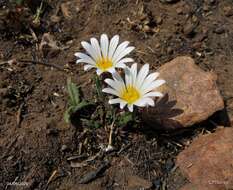 Image of Gazania krebsiana subsp. serrulata (DC.) Rössl.