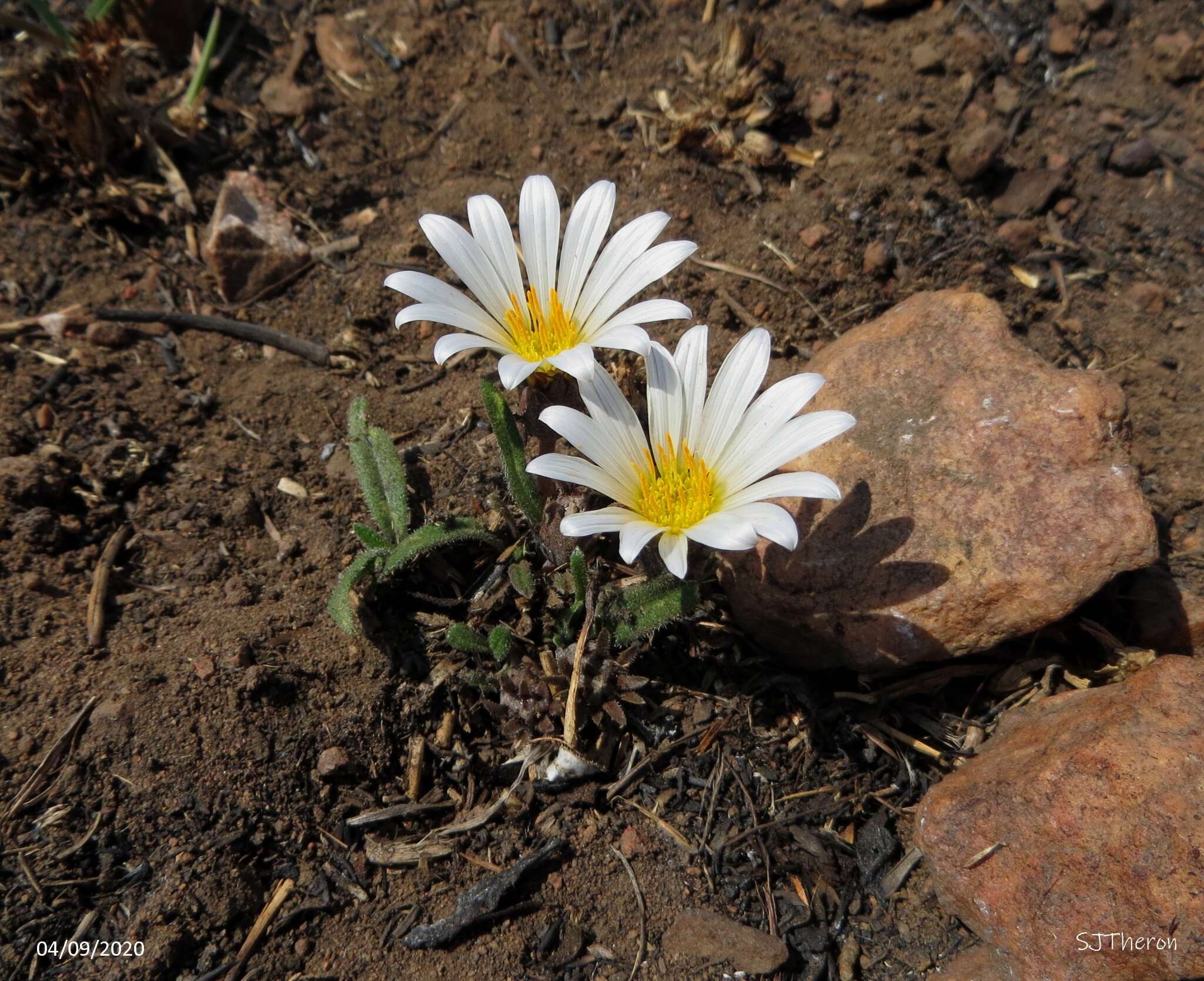 Image of Gazania krebsiana subsp. serrulata (DC.) Rössl.