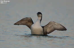 Image of Arctic Loon