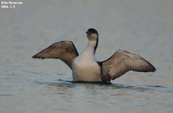 Image of Arctic Loon