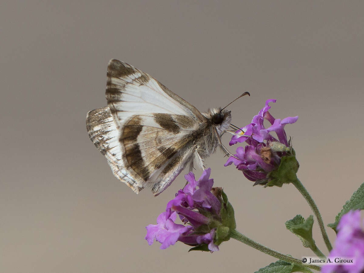 Image of Turk's-Cap White-Skipper