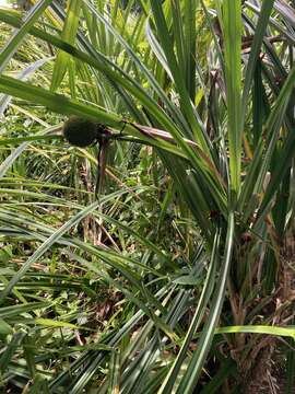 Image of Scrub breadfruit