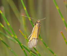 Image of Philobota arabella Newman 1855