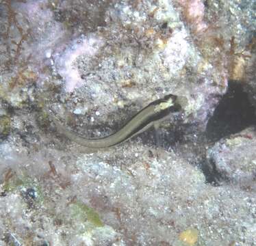 Image of Longstriped blenny